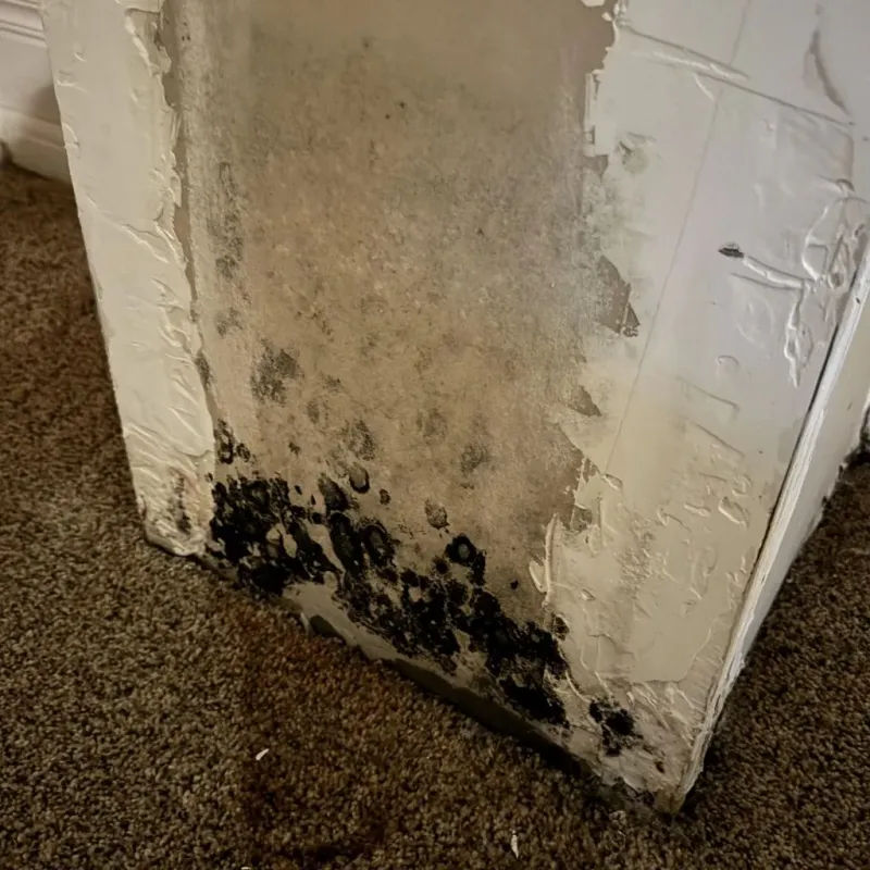 Professional Mold Removal in Wilmington, IL
